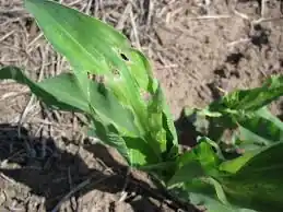 Borde del lote con plantas de soja afectadas por el-picado de chinches, primer punto de monitoreo