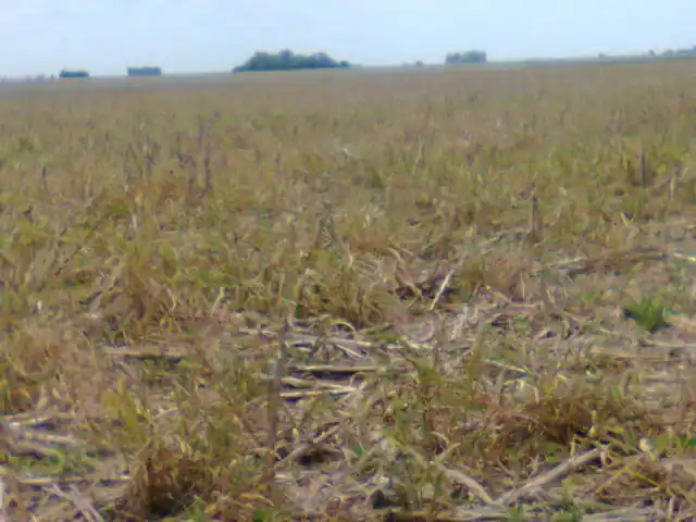 Pie de alepo (Sorghum halepense) escapando al tratamiento en un lote de soja