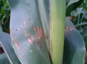 Hoja de maíz con pústulas amarillentas de roya común
