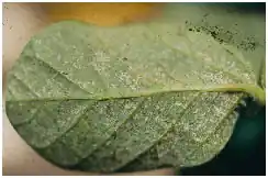 Hoja de soja con el rayado plateado típico del daño de trips