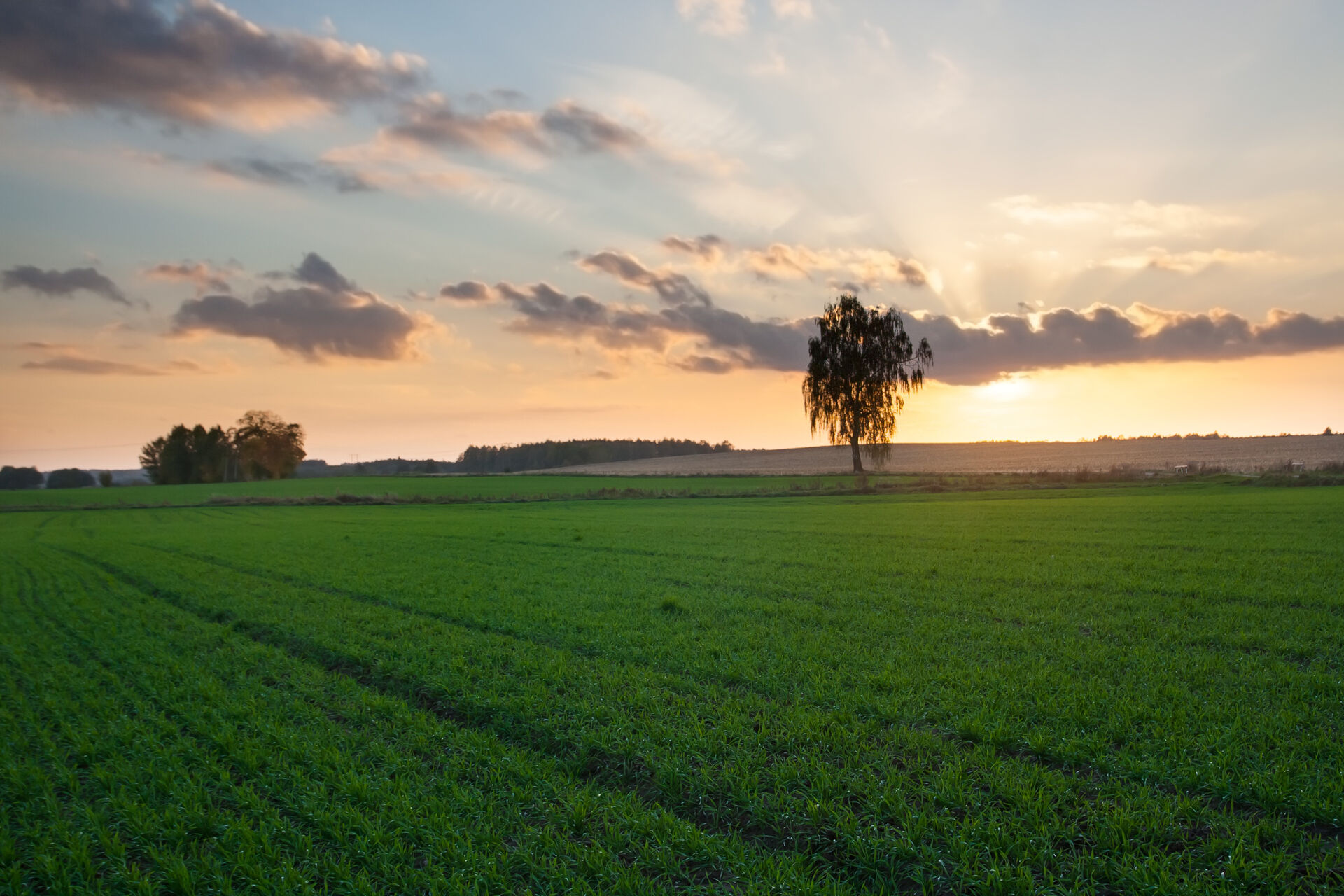 Lote verde de cereal al atardecer, con el sol bajo sobre el horizonte del campo, zona de Armstrong